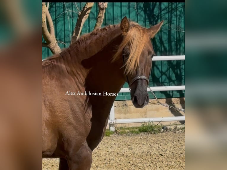 PRE Mestizo Semental 3 años 160 cm Alazán-tostado in Sevilla