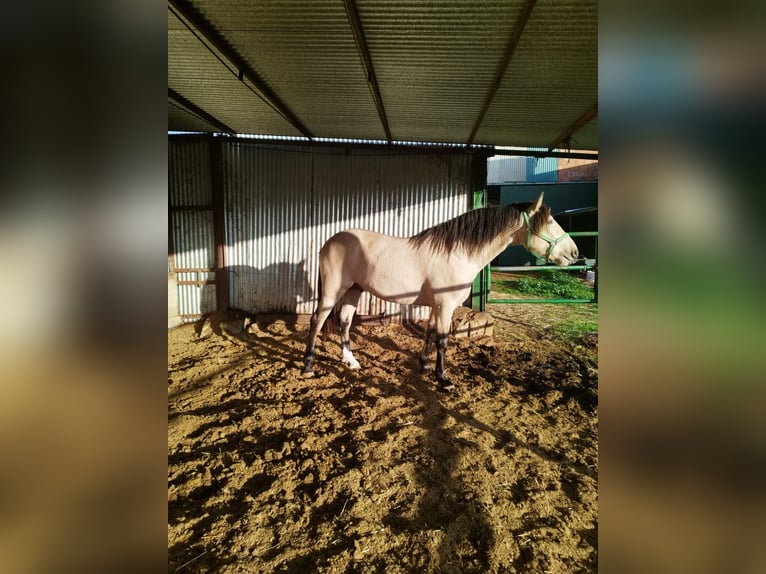 PRE Mestizo Semental 3 años 160 cm Bayo in Piedrabuena