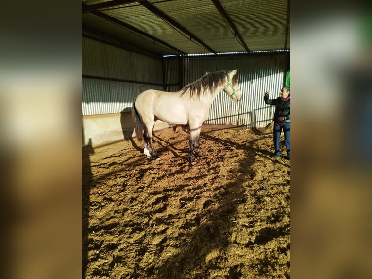 PRE Mestizo Semental 3 años 160 cm Bayo in Piedrabuena