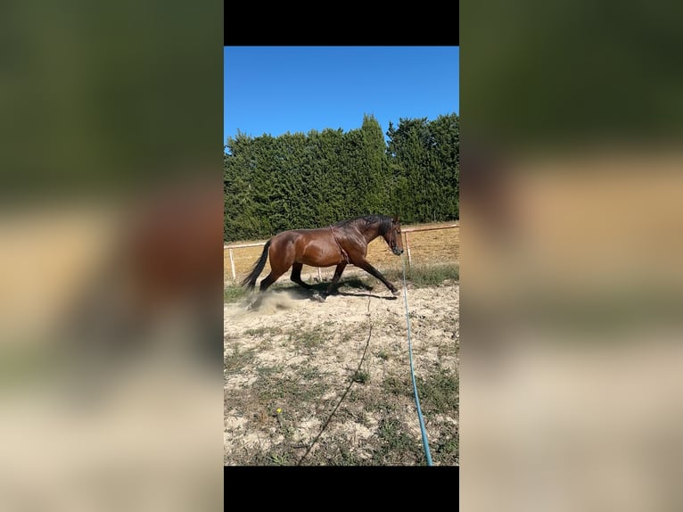 PRE Semental 3 años 160 cm Castaño in Rognonas