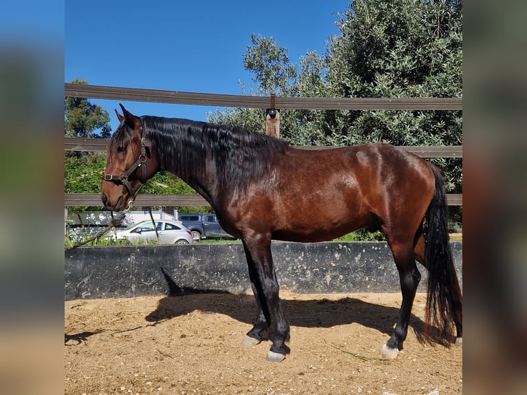 PRE Mestizo Semental 3 años 160 cm Castaño oscuro in Valderrobres