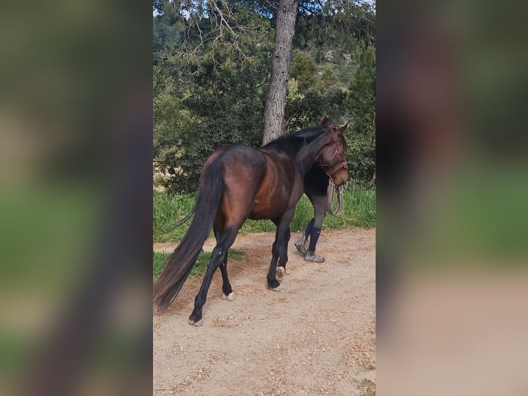 PRE Mestizo Semental 3 años 160 cm Castaño oscuro in Valderrobres