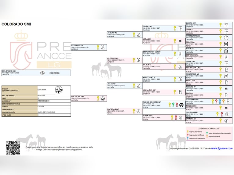PRE Semental 3 años 160 cm Castaño in Waldhölzbach