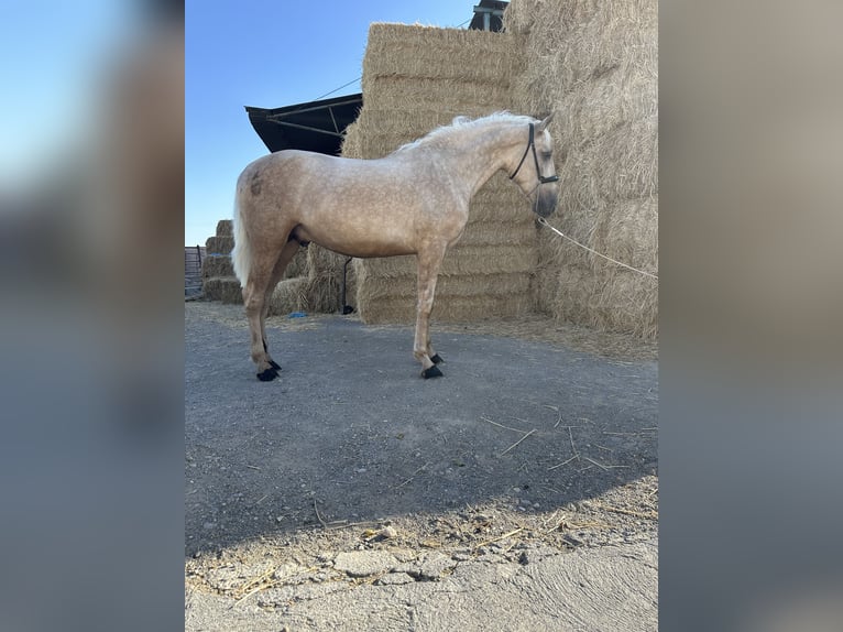 PRE Semental 3 años 160 cm Palomino in Valderrubio