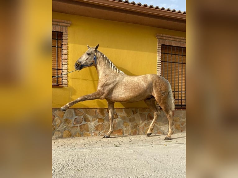 PRE Semental 3 años 160 cm Palomino in Valderrubio