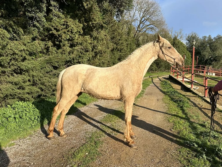 PRE Mestizo Semental 3 años 160 cm Palomino in Galaroza (Huelva)