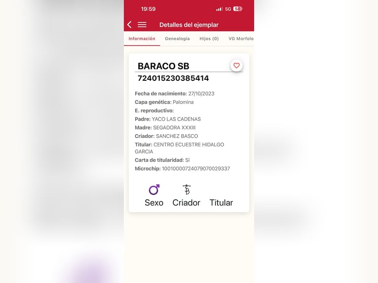 PRE Mestizo Semental 3 años 160 cm Palomino in Galaroza (Huelva)