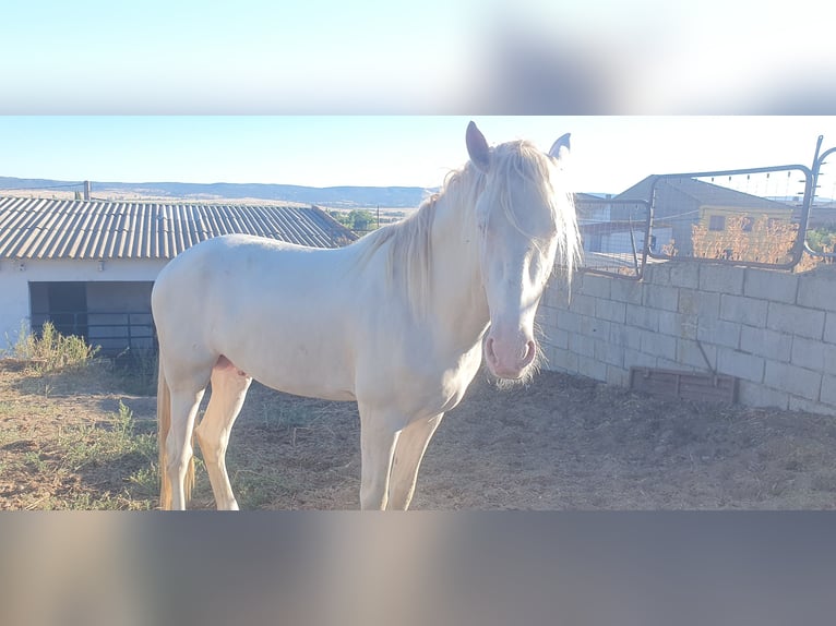 PRE Mestizo Semental 3 años 160 cm Perlino in Piedrahita