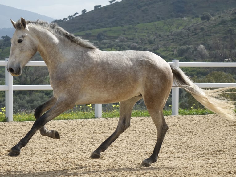PRE Mestizo Semental 3 años 160 cm Tordo in Coín, Málaga