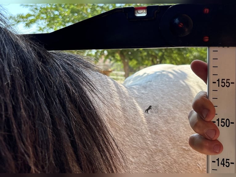 PRE Mestizo Semental 3 años 160 cm Tordo in Mallorca