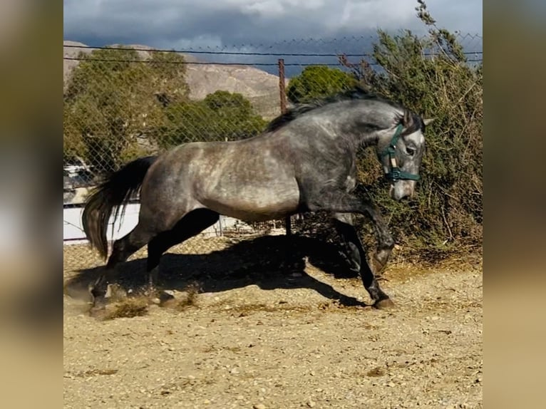 PRE Semental 3 años 161 cm Tordo in Almer&#xED;a