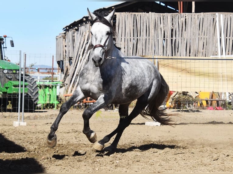 PRE Semental 3 años 161 cm Tordo in Provinz Granada