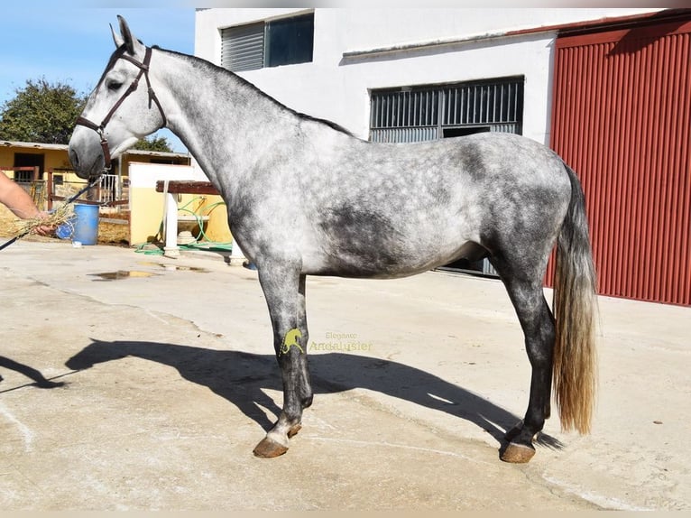 PRE Semental 3 años 161 cm Tordo in Provinz Granada