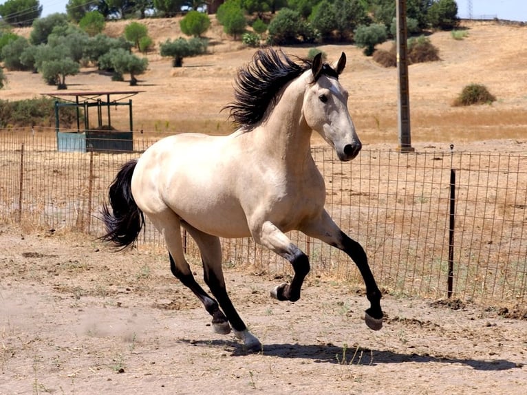 PRE Mestizo Semental 3 años 162 cm Bayo in Navas Del Madro&#xF1;o