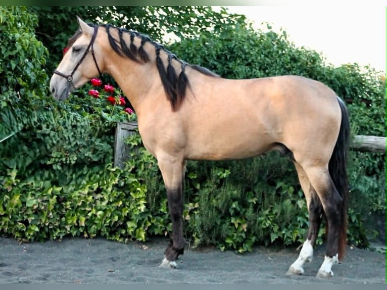 PRE Semental 3 años 162 cm Buckskin/Bayo in Galaroza (Huelva)