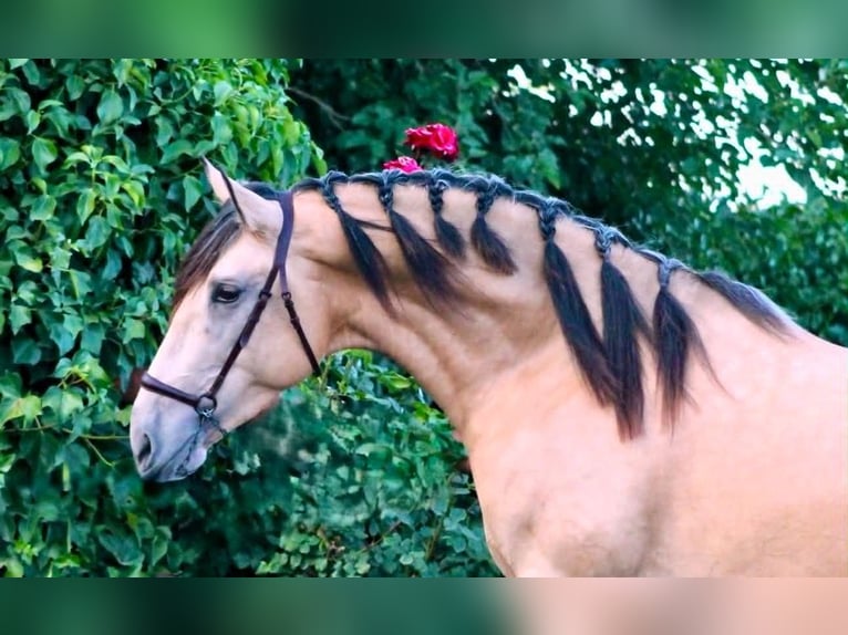 PRE Semental 3 años 162 cm Buckskin/Bayo in Galaroza (Huelva)