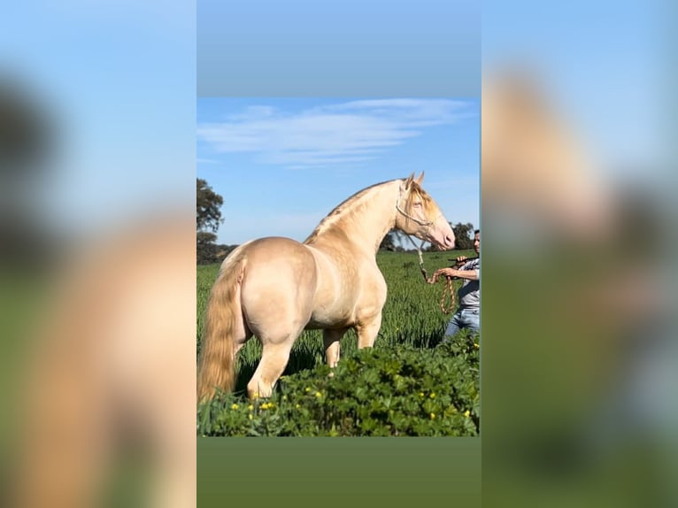 PRE Mestizo Semental 3 años 162 cm Buckskin/Bayo in Galaroza (Huelva)