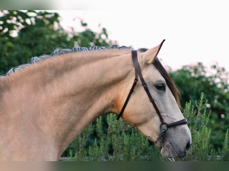 PRE Semental 3 años 162 cm Buckskin/Bayo in Galaroza (Huelva)