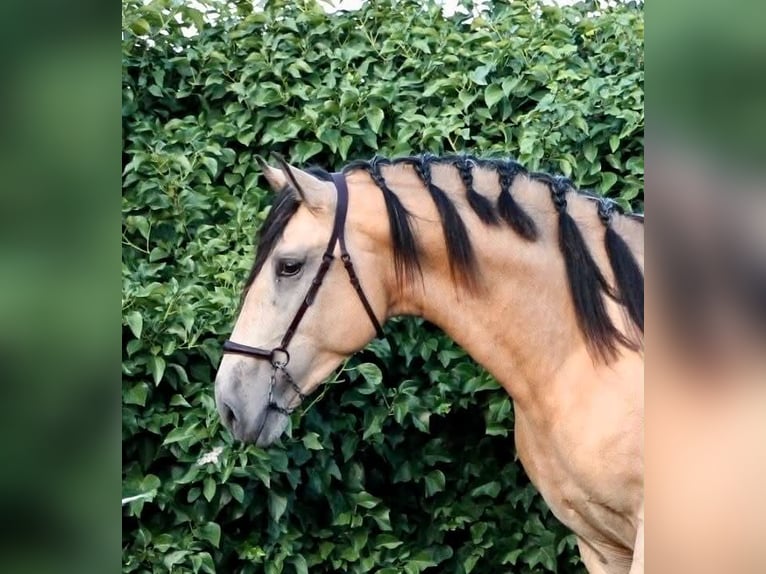 PRE Semental 3 años 162 cm Buckskin/Bayo in Galaroza (Huelva)