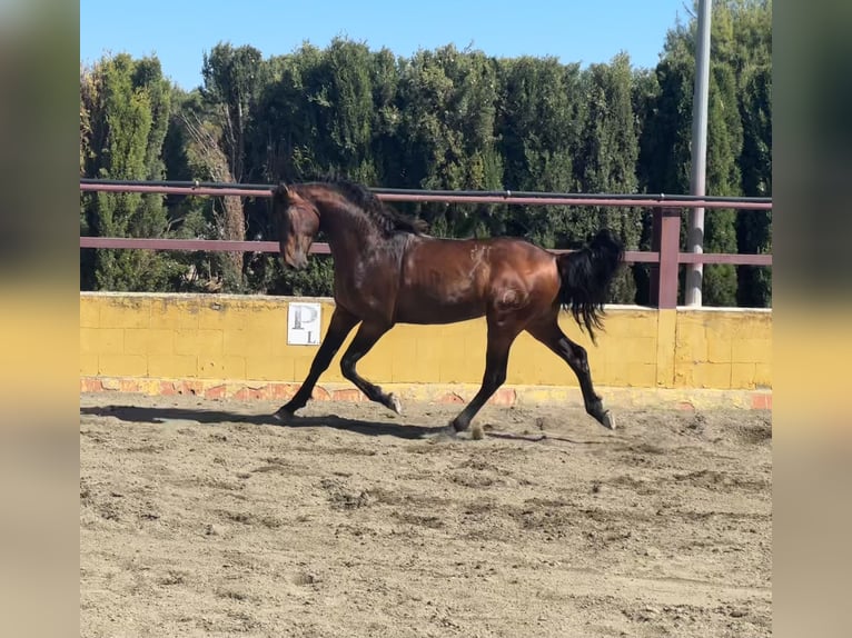 PRE Mestizo Semental 3 años 162 cm Castaño in Albacete
