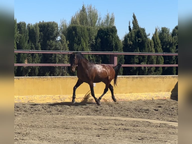 PRE Mestizo Semental 3 años 162 cm Castaño in Albacete