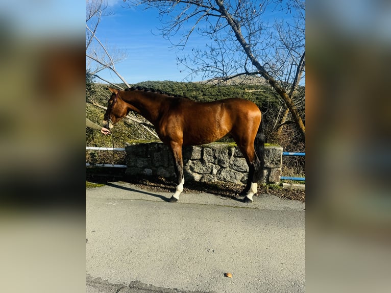PRE Mestizo Semental 3 años 162 cm Castaño claro in Zamarramala