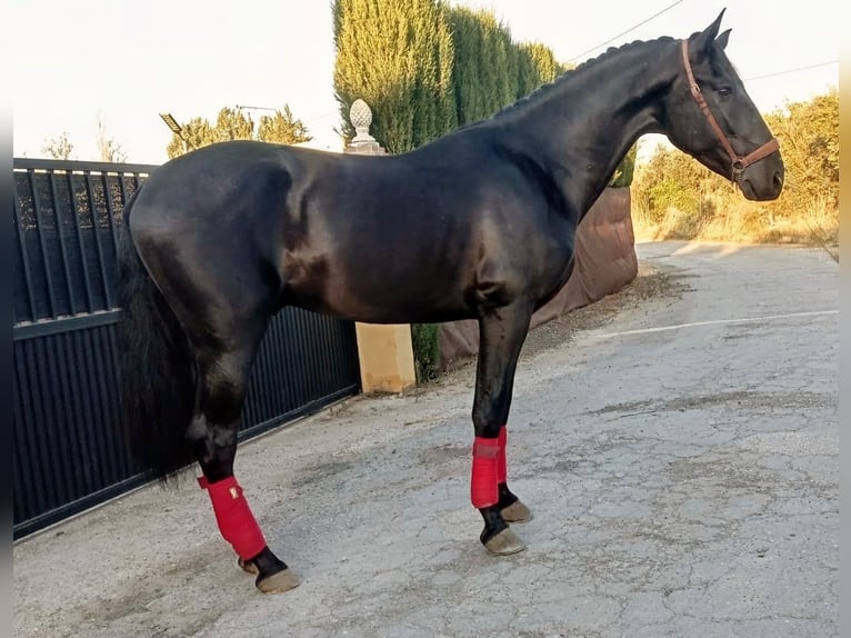 PRE Semental 3 años 162 cm Negro in Sevilla