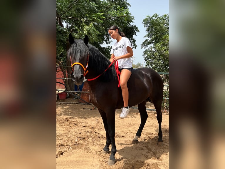 PRE Semental 3 años 162 cm Negro in EL PALMAR