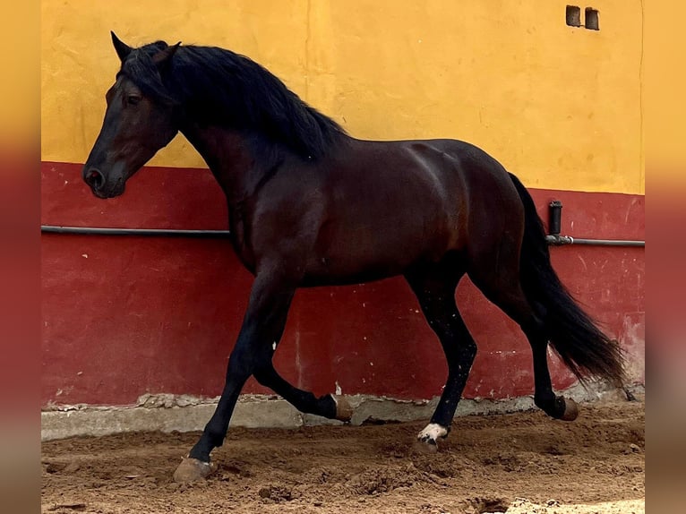 PRE Semental 3 años 162 cm Negro in EL PALMAR
