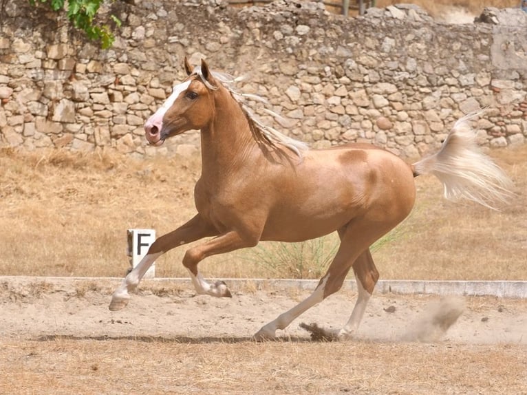 PRE Mestizo Semental 3 años 162 cm Palomino in Navas Del Madroño