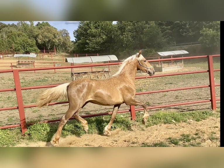 PRE Mestizo Semental 3 años 162 cm Palomino in Galaroza (Huelva)