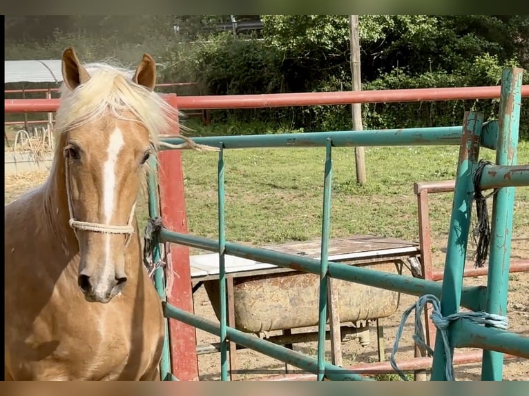 PRE Mestizo Semental 3 años 162 cm Palomino in Galaroza (Huelva)