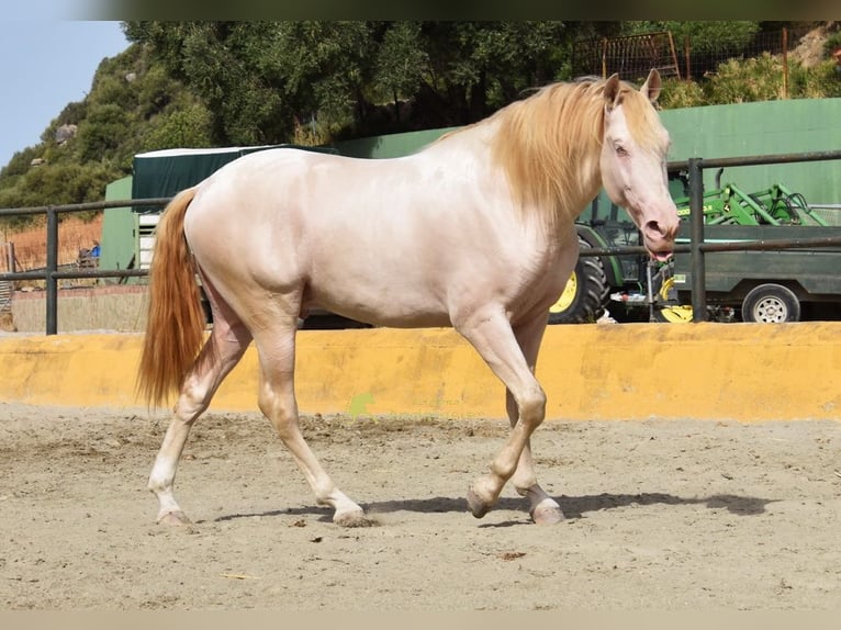 PRE Semental 3 años 162 cm Perlino in Povinz Malaga