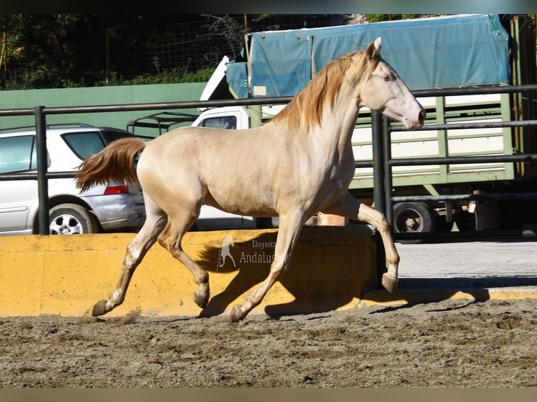 PRE Mestizo Semental 3 años 162 cm Perlino in Povinz Malaga