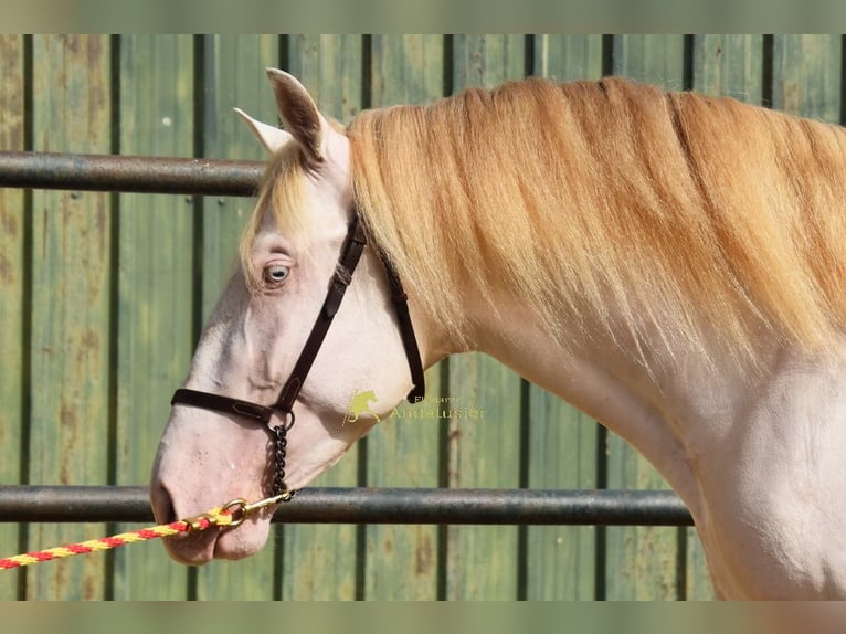 PRE Semental 3 años 162 cm Perlino in Povinz Malaga