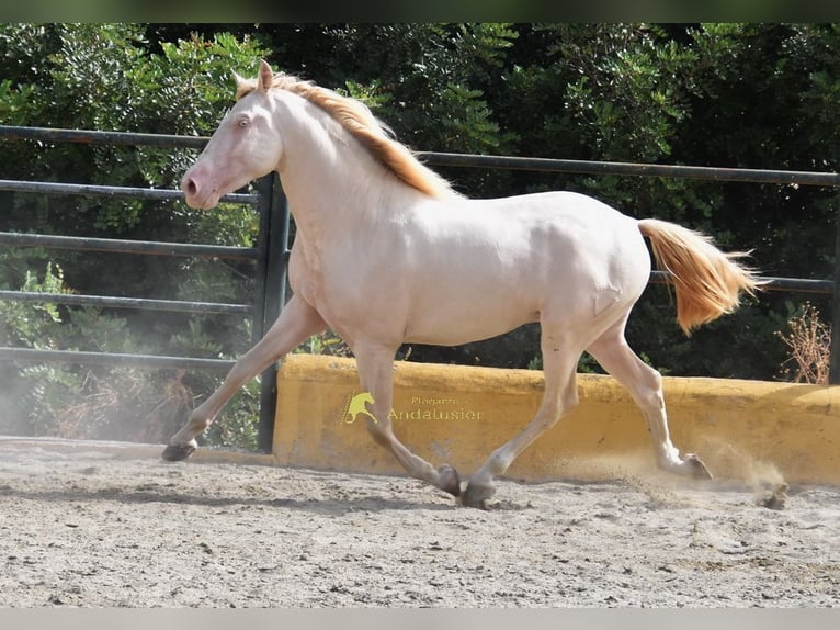 PRE Semental 3 años 162 cm Perlino in Povinz Malaga