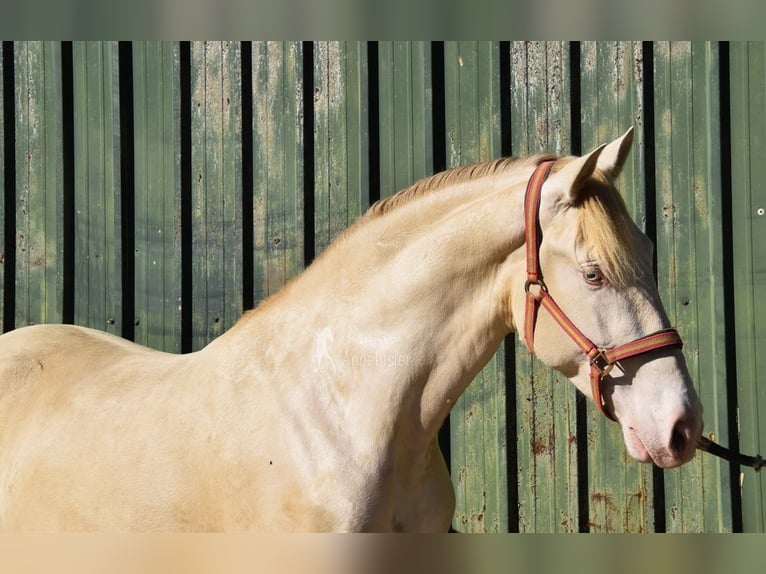 PRE Mestizo Semental 3 años 162 cm Perlino in Povinz Malaga