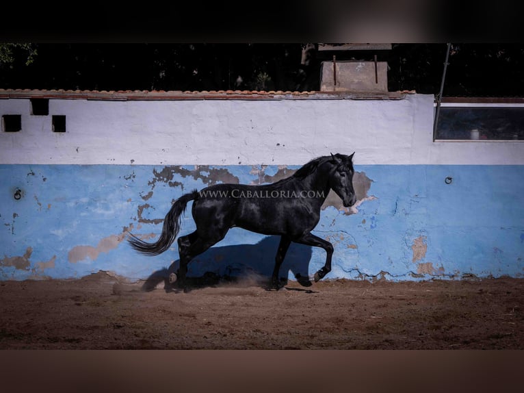 PRE Semental 3 años 162 cm Tordillo negro in Rafelguaraf