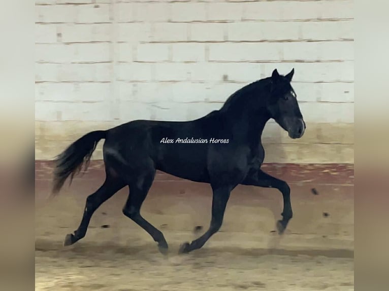 PRE Mestizo Semental 3 años 162 cm Tordo in Sevilla