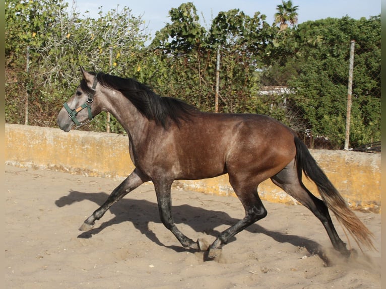 PRE Mestizo Semental 3 años 162 cm Tordo ruano in Vejer de la Frontera