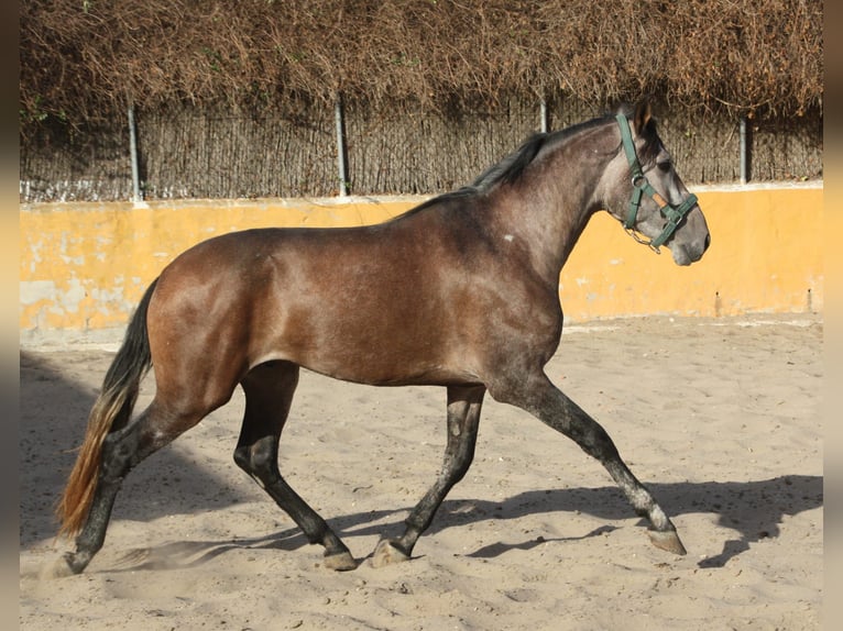 PRE Mestizo Semental 3 años 162 cm Tordo ruano in Vejer de la Frontera