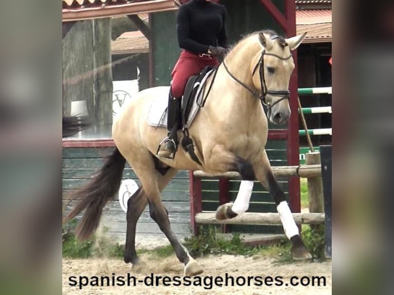 PRE Mestizo Semental 3 años 163 cm Bayo in Barcelona