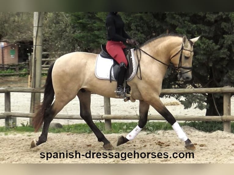 PRE Mestizo Semental 3 años 163 cm Bayo in Barcelona