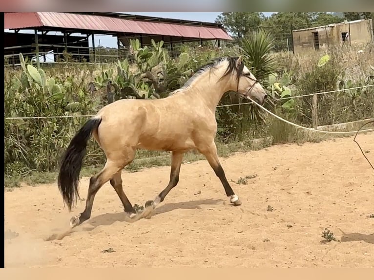 PRE Mestizo Semental 3 años 163 cm Bayo in Galaroza (Huelva)