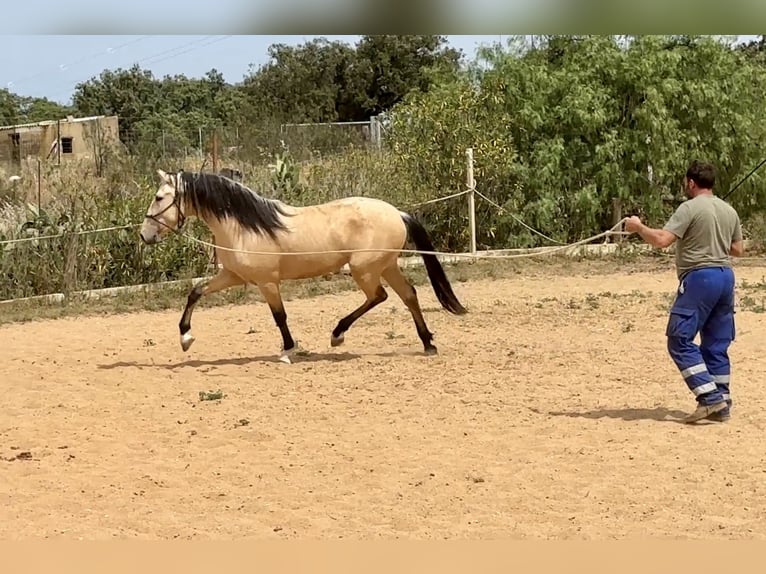 PRE Mestizo Semental 3 años 163 cm Bayo in Galaroza (Huelva)