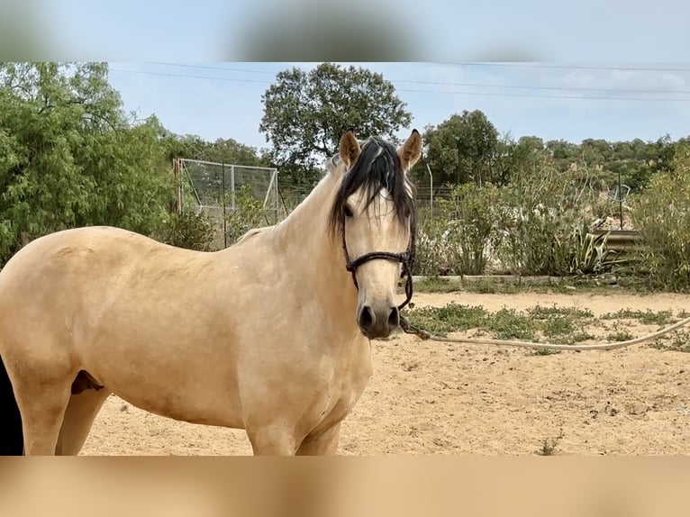 PRE Mestizo Semental 3 años 163 cm Bayo in Galaroza (Huelva)