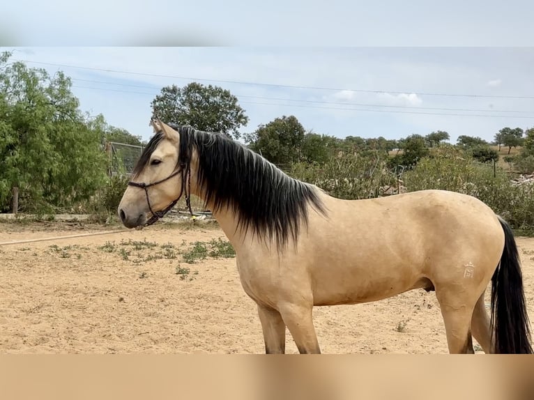PRE Mestizo Semental 3 años 163 cm Bayo in Galaroza (Huelva)