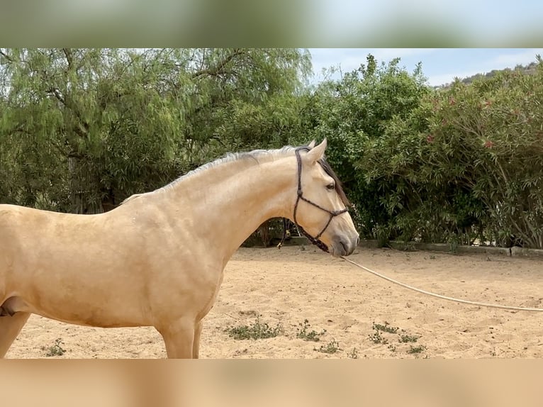 PRE Mestizo Semental 3 años 163 cm Bayo in Galaroza (Huelva)