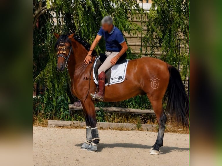 PRE Mestizo Semental 3 años 163 cm Castaño in Sevilla