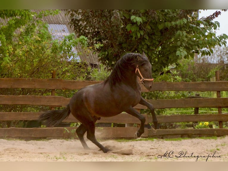 PRE Semental 3 años 163 cm Castaño oscuro in Polenz